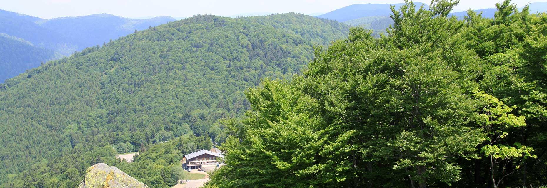 Randonnées pédestres au cœur du Parc Naturel Régional des Ballons des Vosges, avec un point de vue à couper le souffle