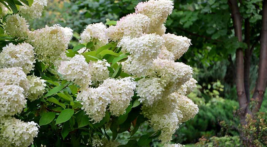 De Tuin van de Rode Schroeven in Frahier