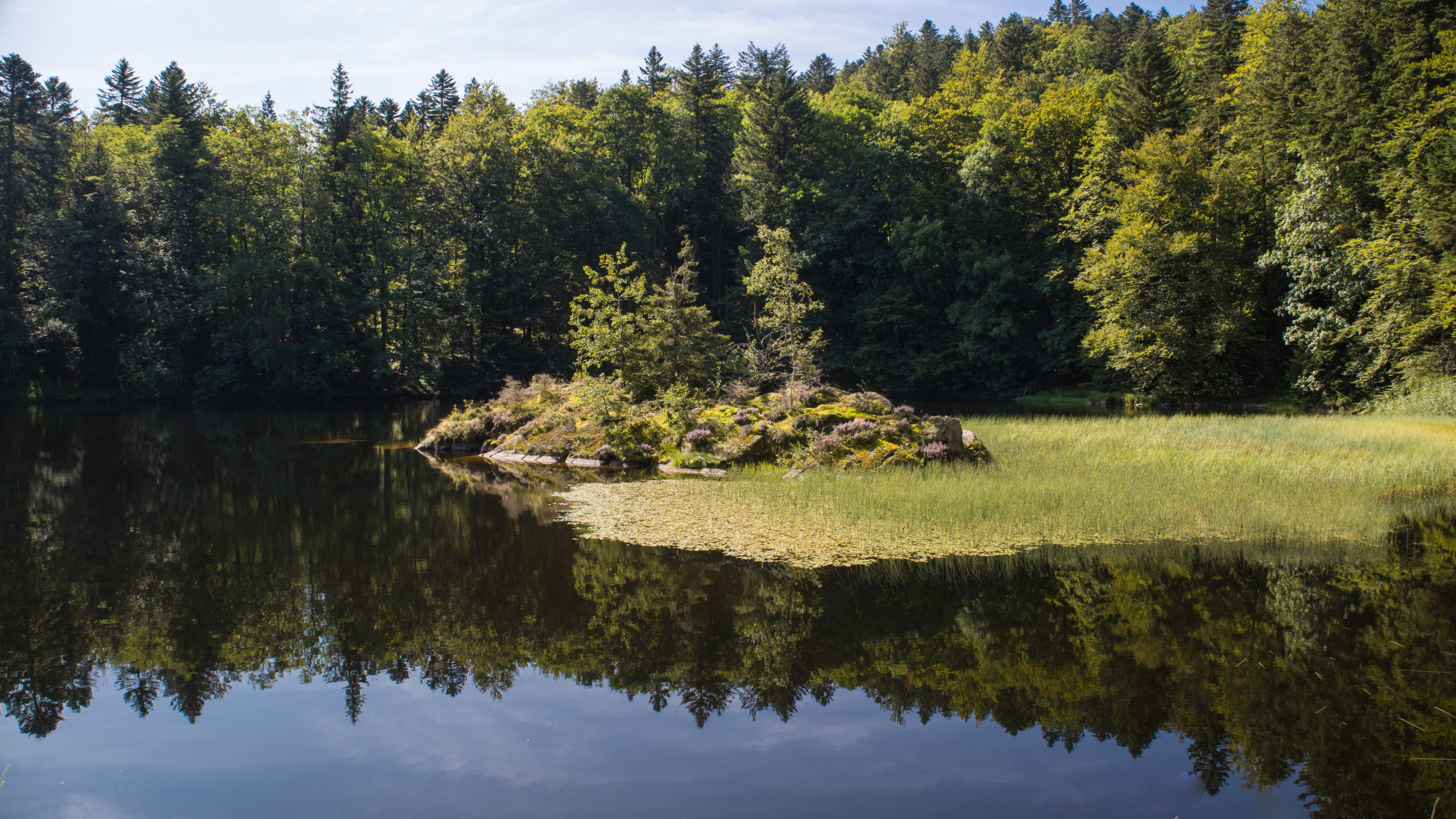 Île boisée paisible sur un lac.