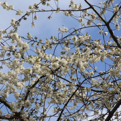 Branches de cerisier en fleurs sous ciel bleu.
