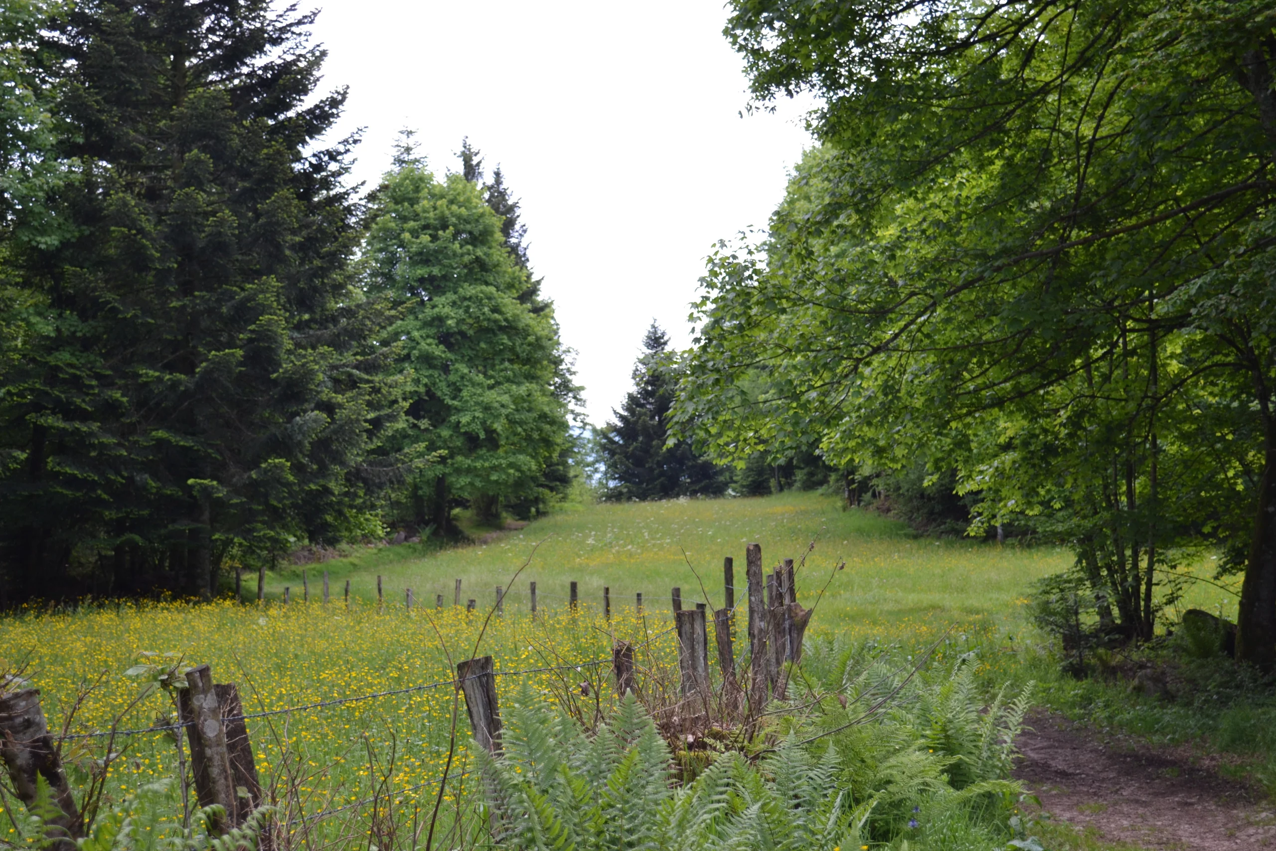 Sentier forestier avec prairie et clôture, été