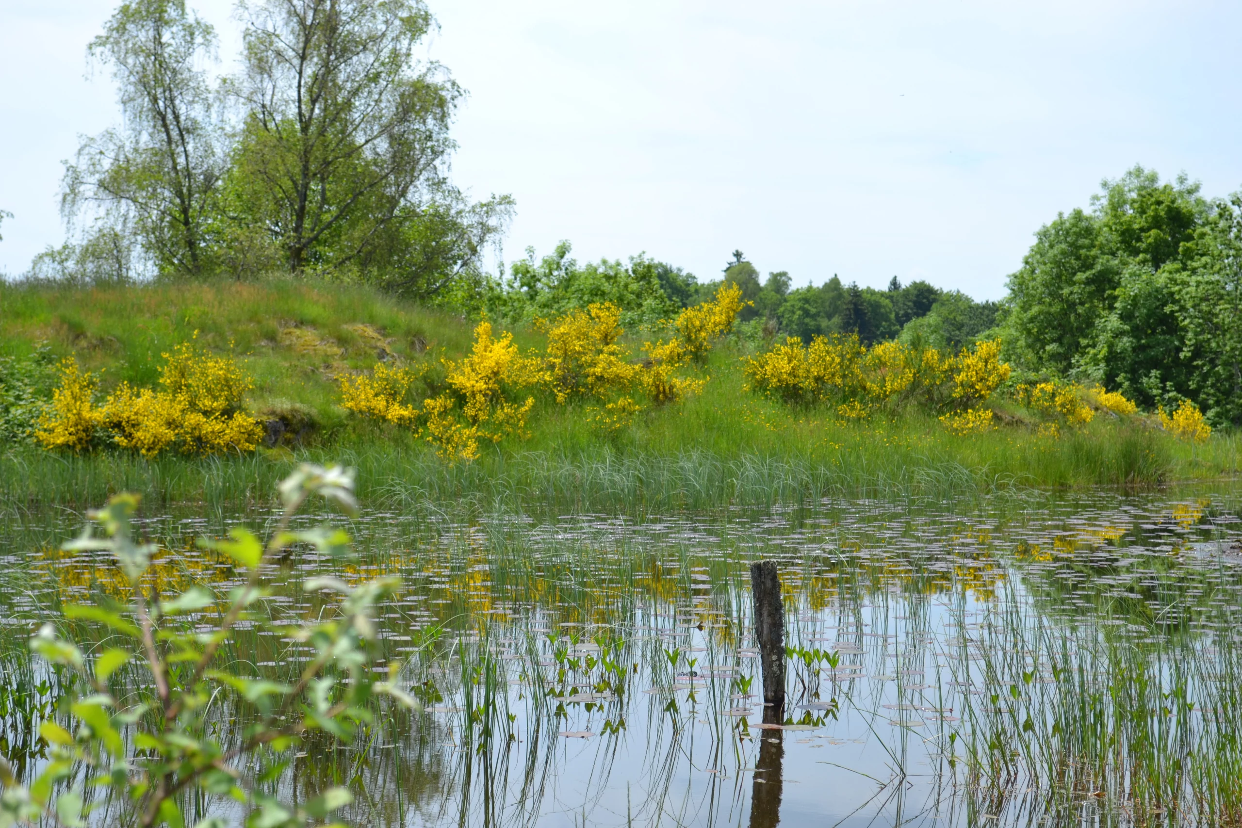 Paysage de lac avec buissons en fleurs