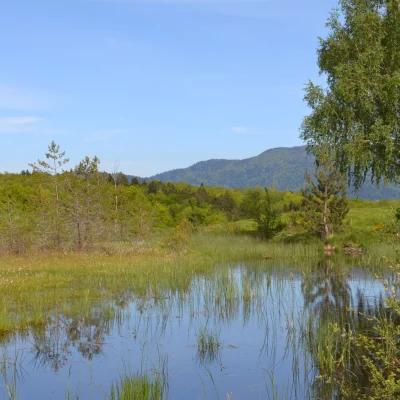 Paysage de marais avec arbres et montagnes