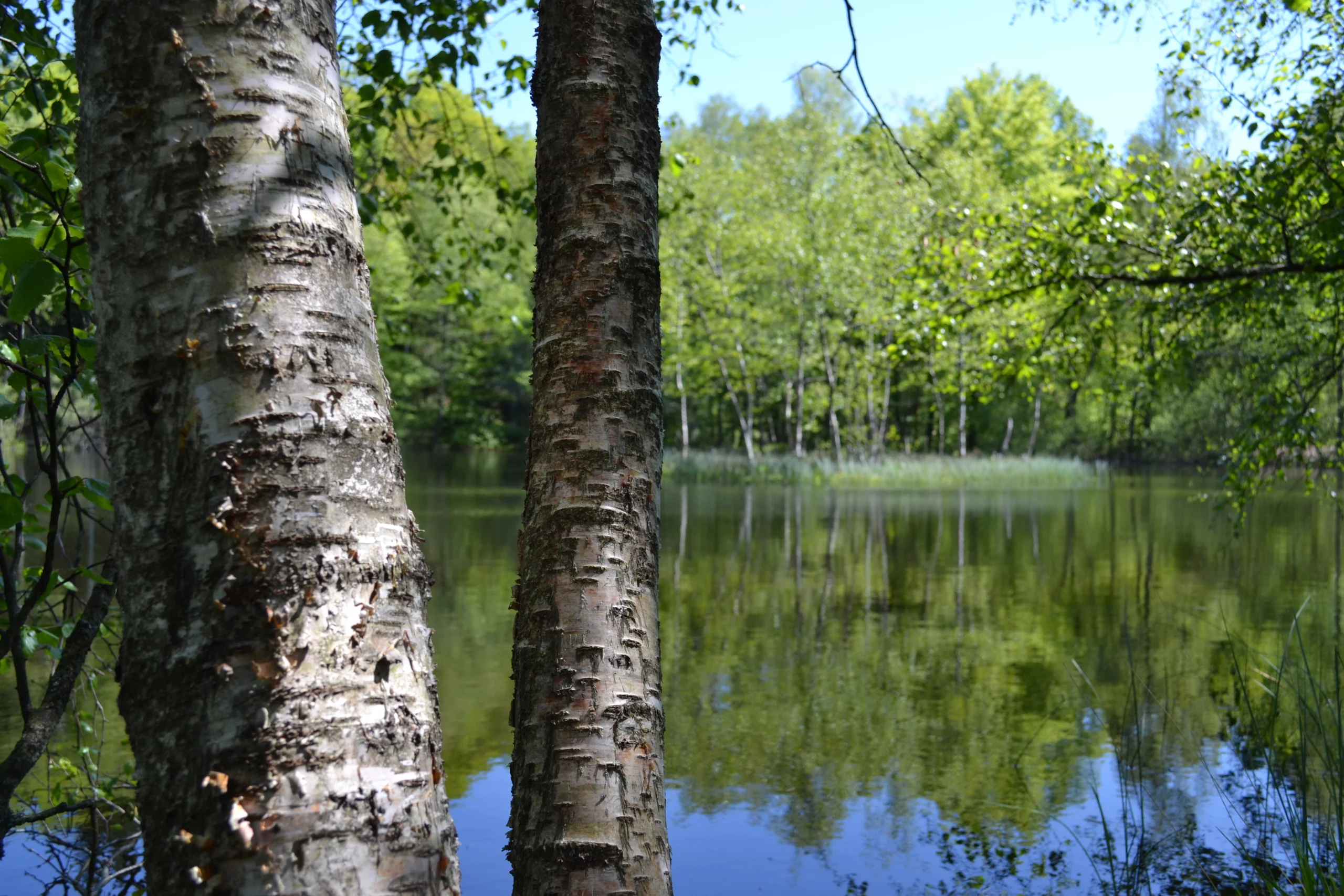 Deux troncs d'arbres devant un lac paisible.