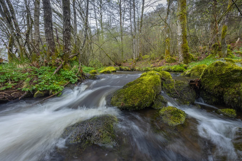 Ruisseau forestier avec mousses et arbres verdoyants
