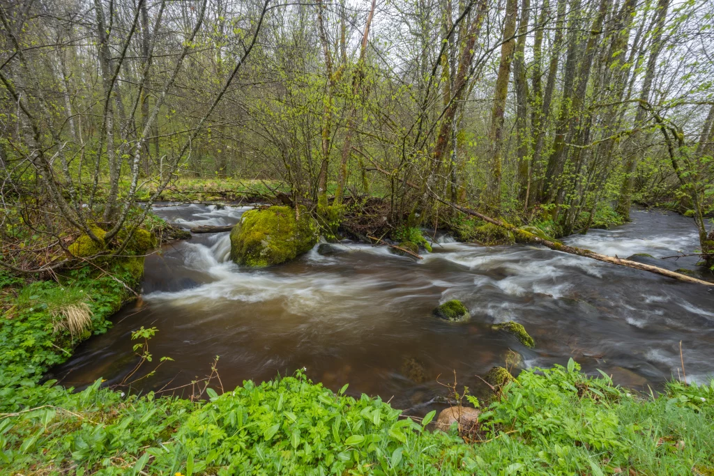 Ruisseau traversant une forêt verdoyante en printemps.